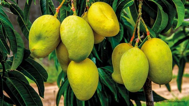 Infinity Agro Gallery 8